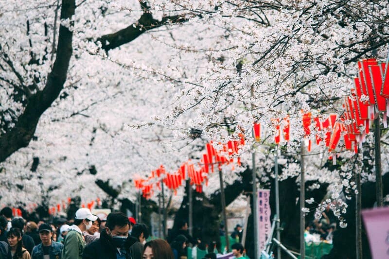 Hanami (tiếng Nhật) nghĩa là ngắm hoa anh đào. Ảnh: Atul Vinayak