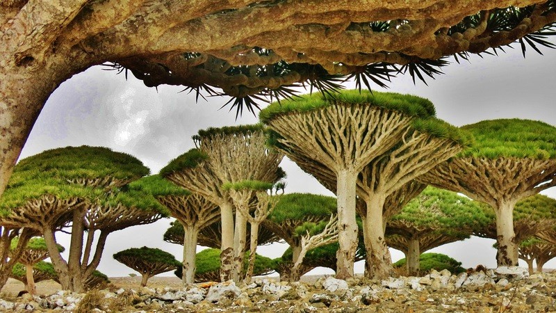 Sự cô lập tạo nên Socotra độc đáo.