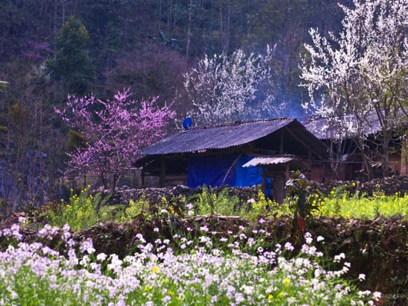 Sapa: Chốn bồng lai, lạc vào tiên cảnh.