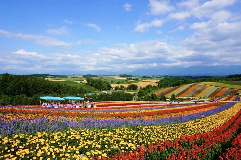 Tháng 7-8 là thời điểm lý tưởng để du lịch Hokkaido mùa hè. (Ảnh: visit-hokkaido)