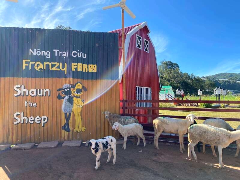 Frenzy Farm, trang trại cừu ở Đà Lạt, là điểm du lịch hấp dẫn.