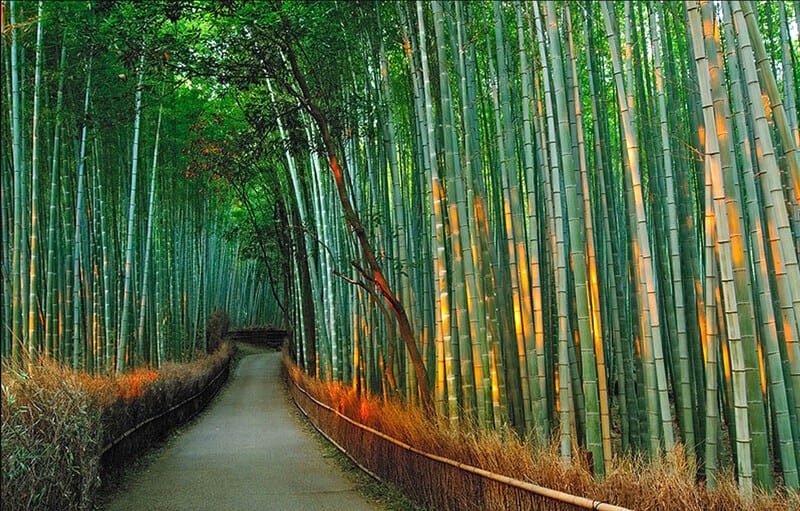 Nằm ở ngoại ô Kyoto, rừng tre Sagano (hay Arashiyama) là khu rừng tre nổi tiếng nhất Nhật Bản. (Ảnh: CÔNG TY CP ĐT TM DV DU LỊCH ĐẤT VIỆT)