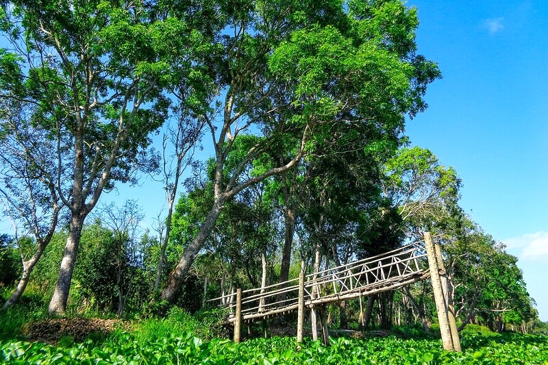 Lung Ngọc Hoàng, lá phổi xanh của đồng bằng sông Cửu Long, nổi tiếng với hệ thực vật đa dạng. (Ảnh: Kantcer)