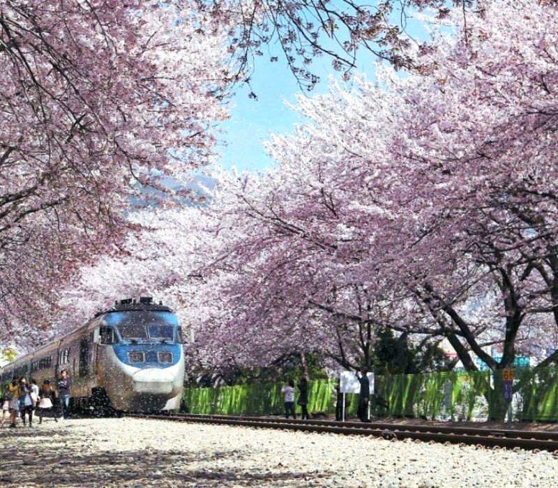 Jinhae: Thành phố hoa anh đào rực rỡ. (Ảnh: Viettravel)