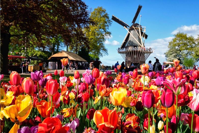 Vườn hoa Keukenhof nằm ở Lisse, gần Amsterdam, Hà Lan.