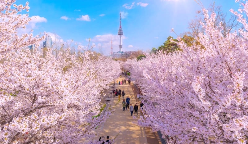 Công viên Yeouido: Không gian rộng lớn, cảnh quan thiên nhiên tươi mát, cho bạn cảm giác thư giãn tuyệt vời.