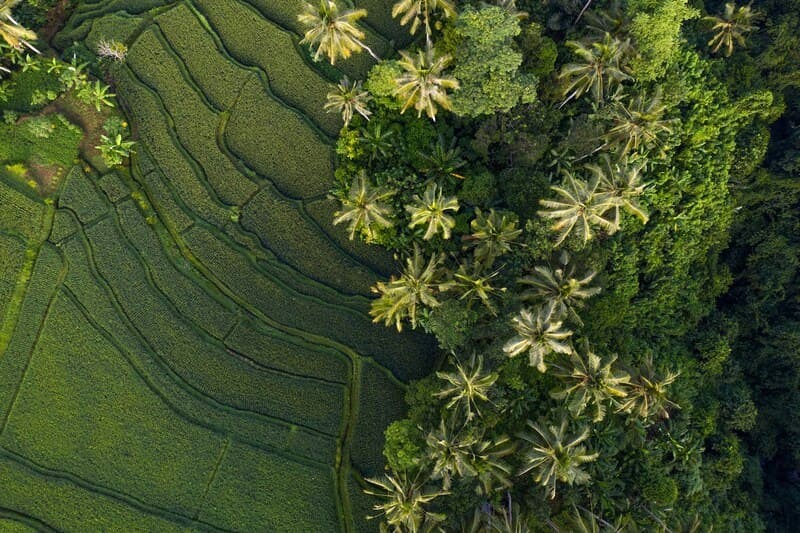 Ubud, trái tim du lịch của Bali, thu hút du khách bởi vẻ đẹp độc đáo.