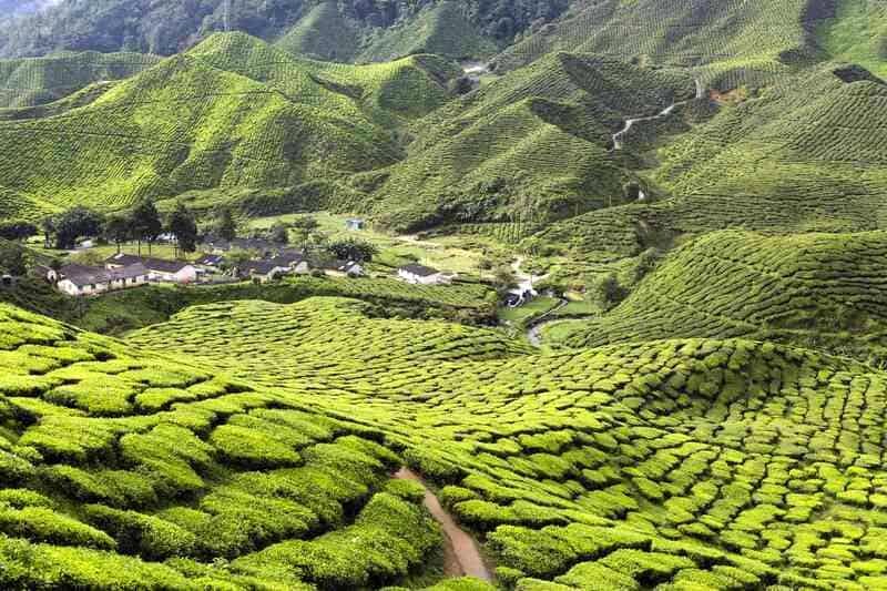 Cao nguyên Cameron, điểm du lịch nổi tiếng ở Malaysia.