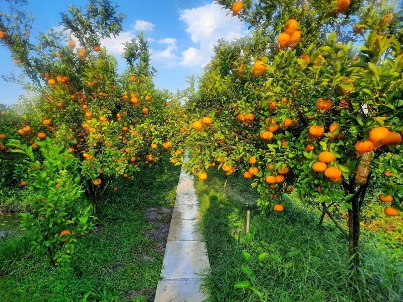 Đến Đồng Tháp, đừng bỏ lỡ vườn quýt hồng Lai Vung, nơi bạn có thể tham quan và thưởng thức hương vị độc đáo.