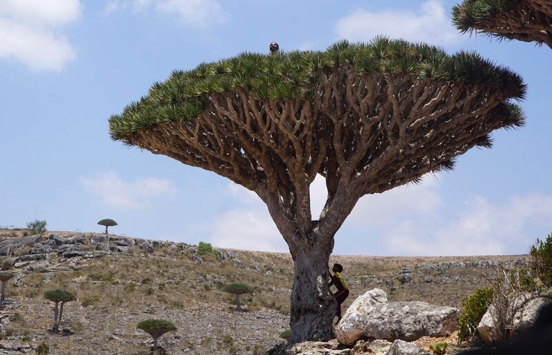 Trên cao nguyên Diksam, Socotra, Yemen, một đứa trẻ địa phương trèo lên cây máu rồng. (Ảnh: AFP)