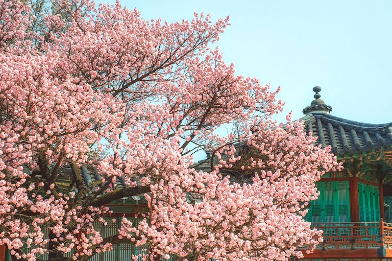 Changdeokgung rực rỡ sắc xuân. (Ảnh: ployslittleatlas)