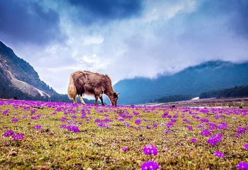 Yumthang, hay còn gọi là Thung lũng Hoa, nổi tiếng với phong cảnh núi non hùng vĩ, hoa dại rực rỡ và dòng sông hiền hòa.