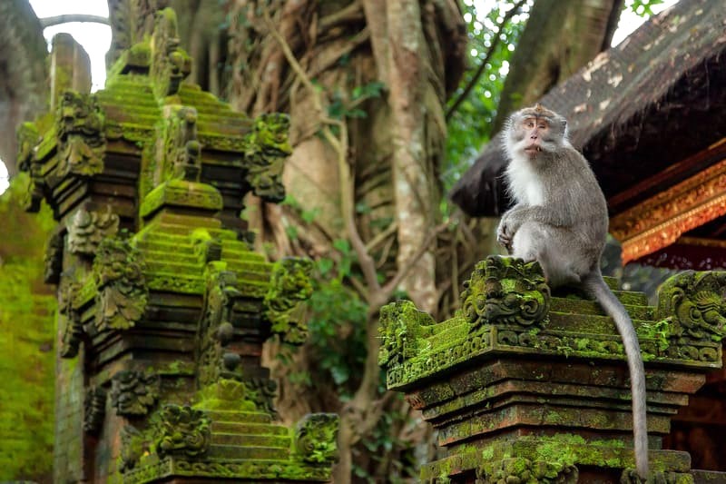 Monkey Forest Ubud: Vui nhộn!