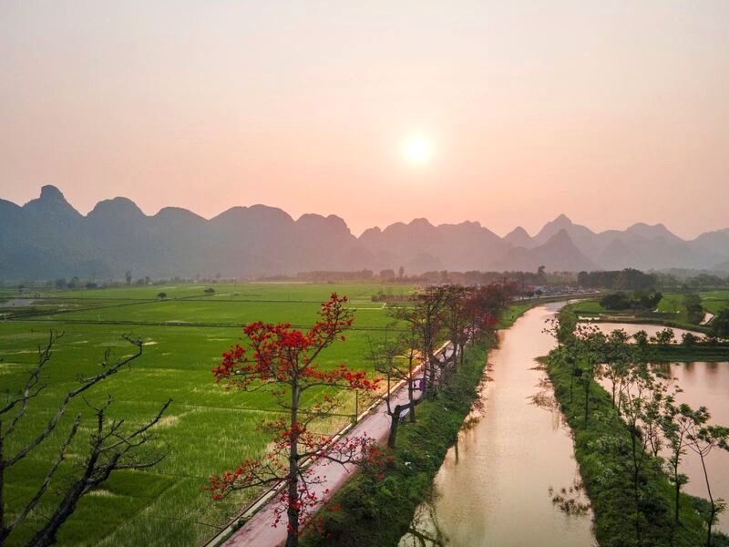 Ngắm hoa gạo nở rộ tại Đoan Nữ.