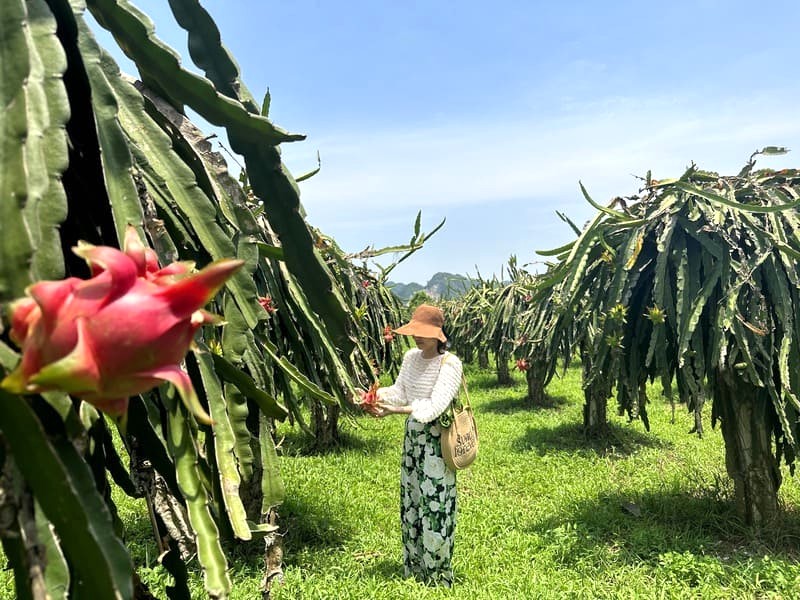 Sỏi Resort: Nơi nghỉ dưỡng giữa vườn cây ăn trái.