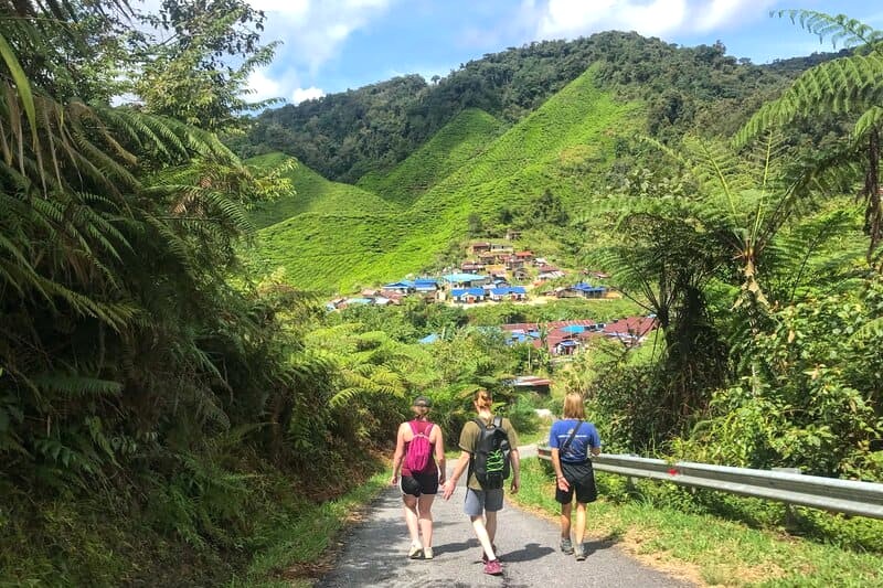 Khám phá vẻ đẹp hùng vĩ của Cao nguyên Cameron qua những cung đường trekking.