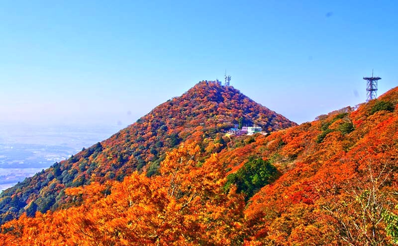 Rừng thu sắc vàng trên đỉnh Takao (Ảnh: tokyowestside).