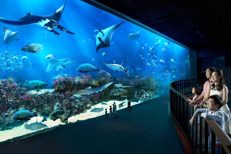 Khám phá đại dương kỳ thú tại S.E.A Aquarium, Sentosa.