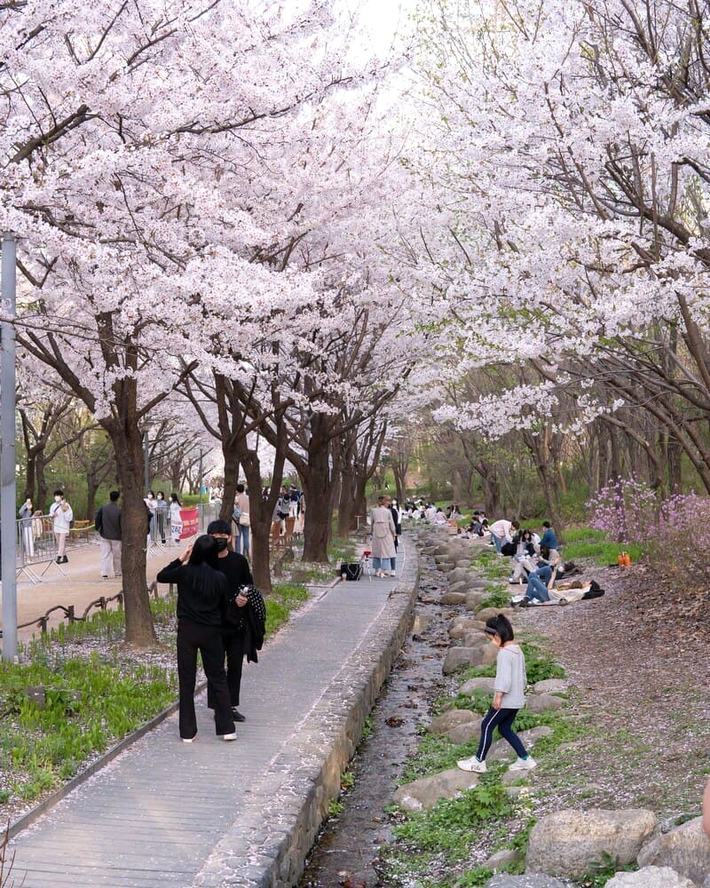 Hanami - nét đẹp văn hóa Nhật Bản, ngắm hoa anh đào nở rộ. (Ảnh: Clement 🇰🇷)