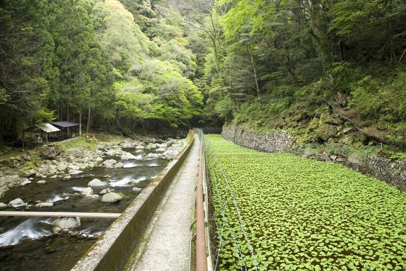 Cánh đồng wasabi Shizuoka (Ảnh: Getty Images)