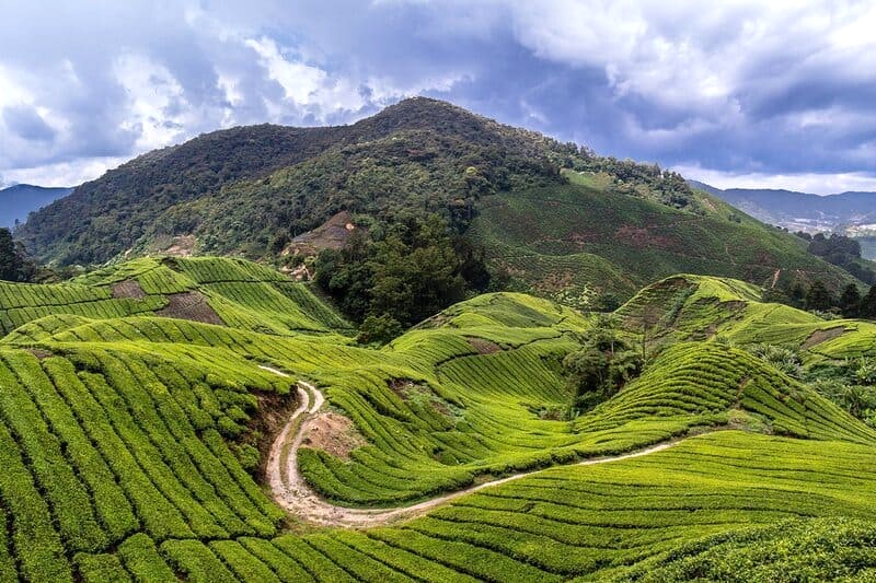 Cao nguyên Cameron: vẻ đẹp lộng lẫy, khí hậu trong lành.