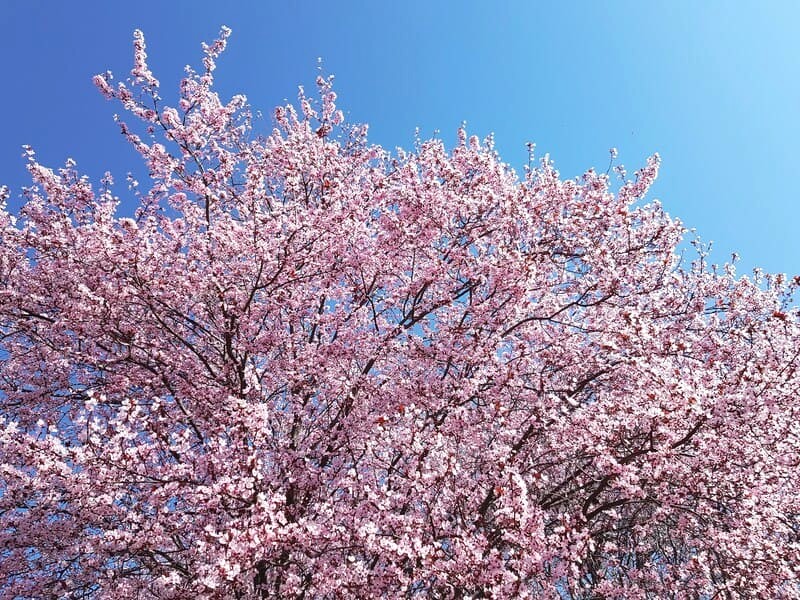 Hanami, lễ hội ngắm hoa anh đào Nhật Bản, ẩn chứa nhiều điều thú vị. (Ảnh: Dimitry B)