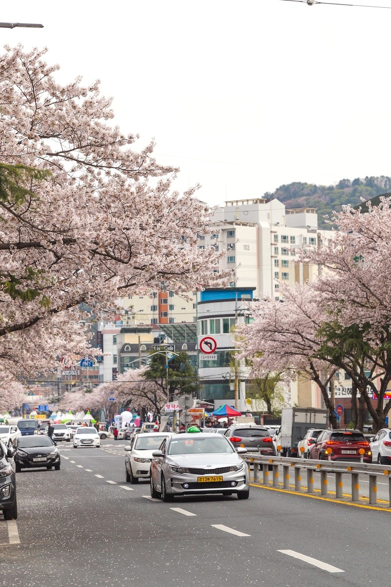 Jinhae, Hàn Quốc, nổi tiếng với lễ hội hoa anh đào rực rỡ, tô điểm khung cảnh mùa xuân tuyệt đẹp. (Ảnh: thereshegoesagain)