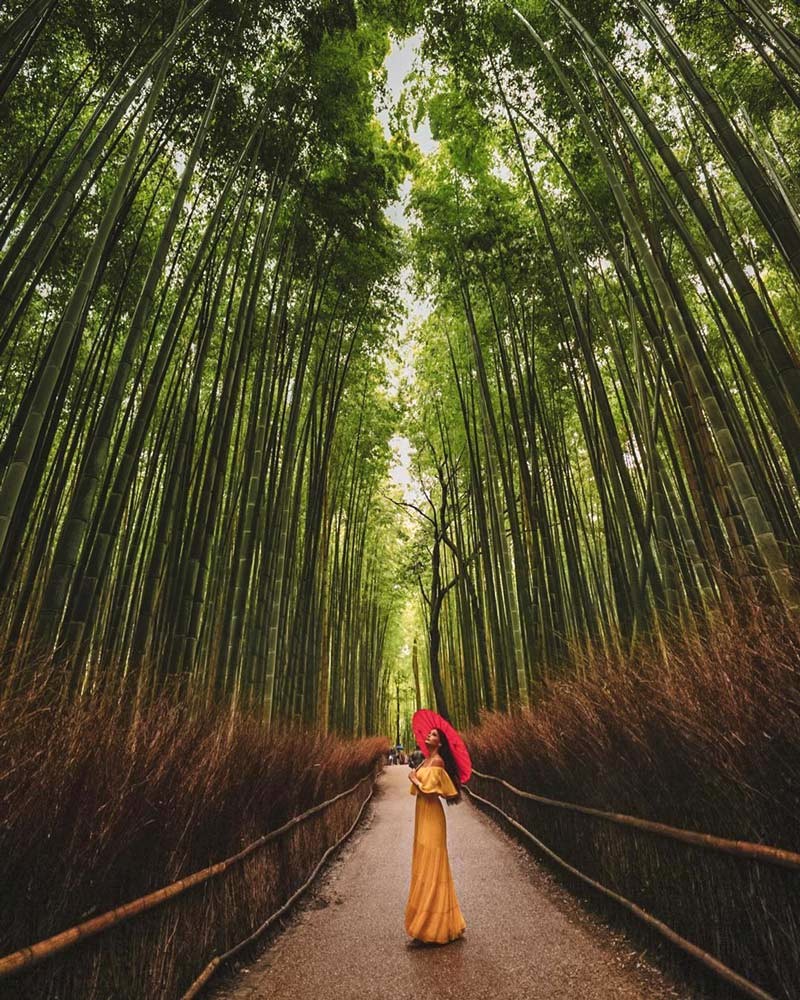 Rừng tre Arashiyama: Góc ảnh siêu ảo (Ảnh: moonluxury)