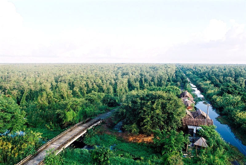 Rừng U Minh Hạ: Hoang dại, phóng khoáng, Cà Mau.