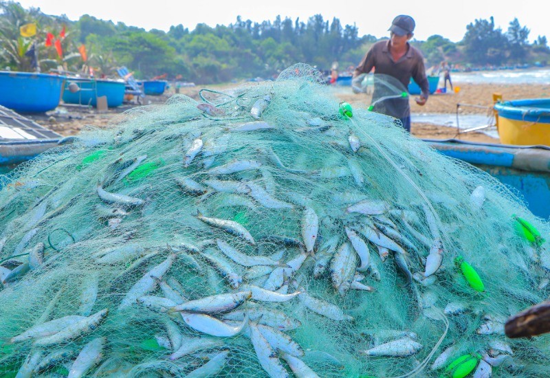 Cá tươi sáng sớm, đánh bắt bởi ngư dân.