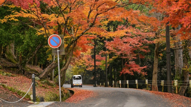 Icho Namiki, ngoại ô Tokyo, là điểm ngắm lá đỏ nổi tiếng. (Ảnh: acmjinzai)