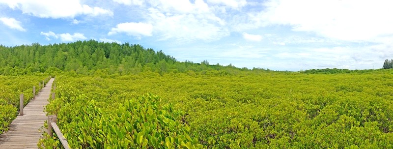 Golden Meadow, tọa lạc phía đông Rayong, là khu rừng ngập mặn và rừng chim nổi tiếng. (Ảnh: thumbor.thebear.group)