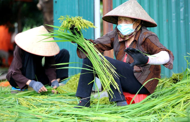 Khám phá Làng Vòng: tham quan xưởng, học làm cốm truyền thống.