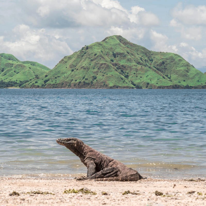 Đảo rồng Komodo độc đáo, điểm đến hấp dẫn khi du lịch Labuan Bajo. (Ảnh: Arya Mahakurnia)