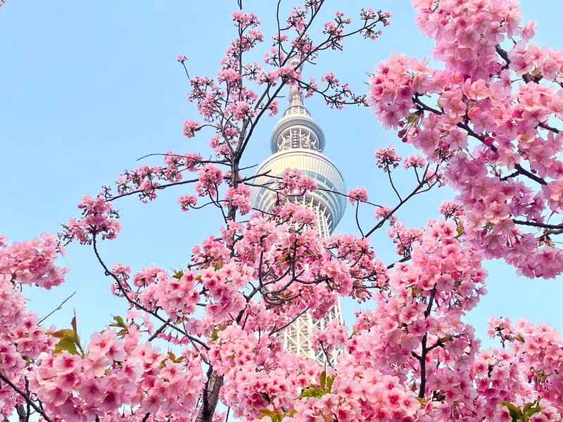 Hanami thường diễn ra từ tháng 3 đến tháng 5 hàng năm. (Ảnh: metropolisjapan)