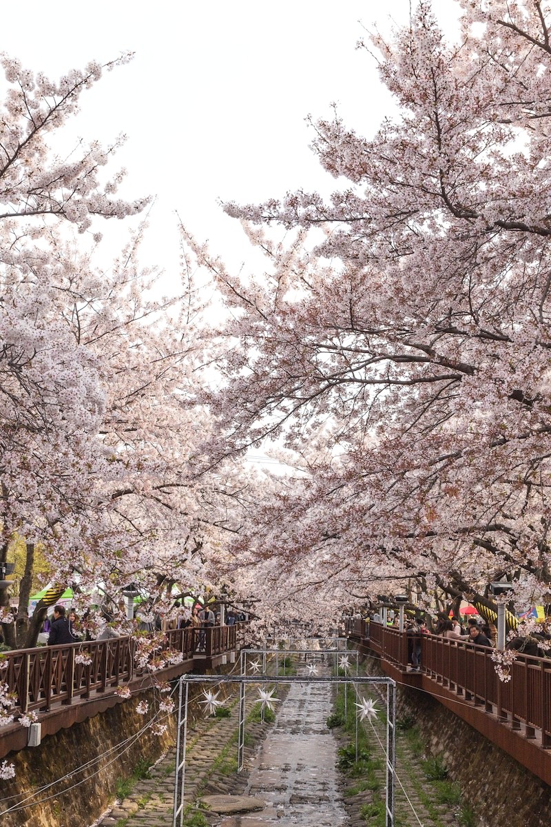 Suối Yeojwacheon thơ mộng với hoa anh đào và cây sansuyu nở rộ, tạo nên khung cảnh lãng mạn mùa xuân. (Ảnh: thereshegoesagain)