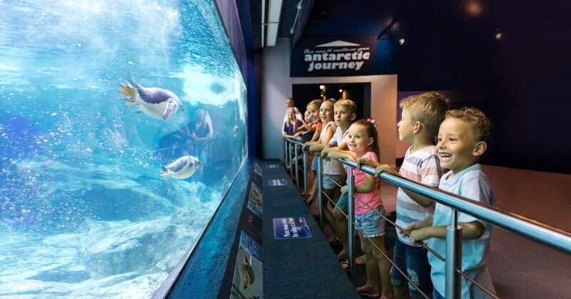 Sea World Gold Coast: Giải trí, giáo dục, văn hóa biển - tất cả trong một! (Ảnh: Klook)