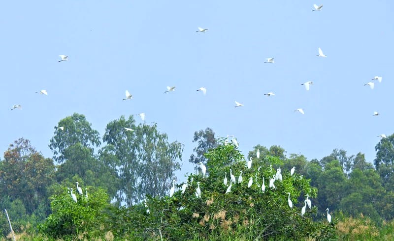 Sân chim Ngọc Hiển (130 ha) - điểm du lịch nổi tiếng với không gian thanh bình.