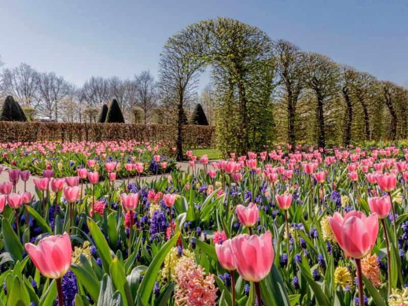 Vườn Keukenhof: 7 triệu hoa tulip, tâm huyết của người thợ vườn.