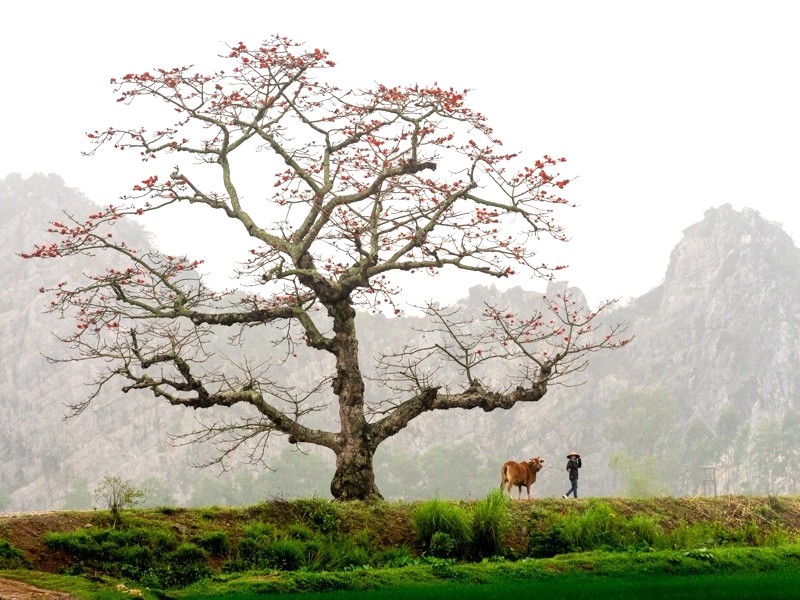 Hoa gạo, biểu tượng làng quê, in sâu trong tâm trí người Việt.