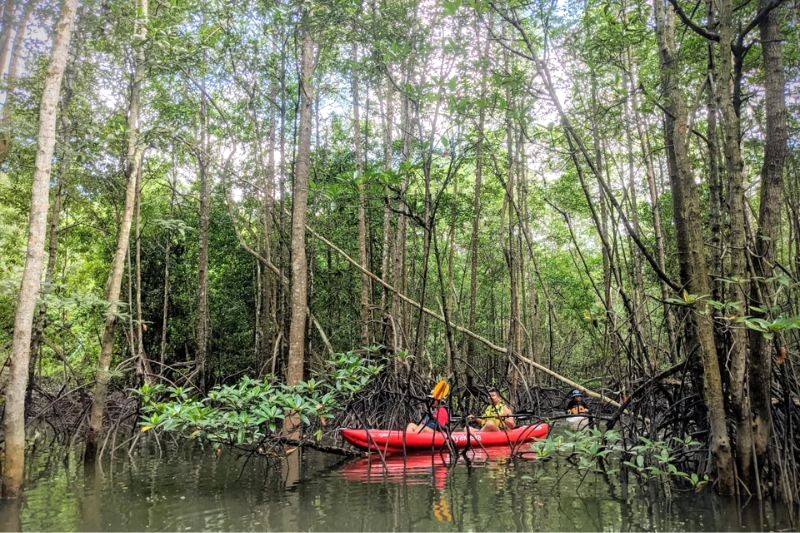 Khám phá vẻ đẹp hoang sơ của Pulau Ubin với hành trình chèo thuyền kayak xuyên rừng ngập mặn, nơi địa hình đa dạng sẽ khiến bạn say mê. (Ảnh: ptanphoto)