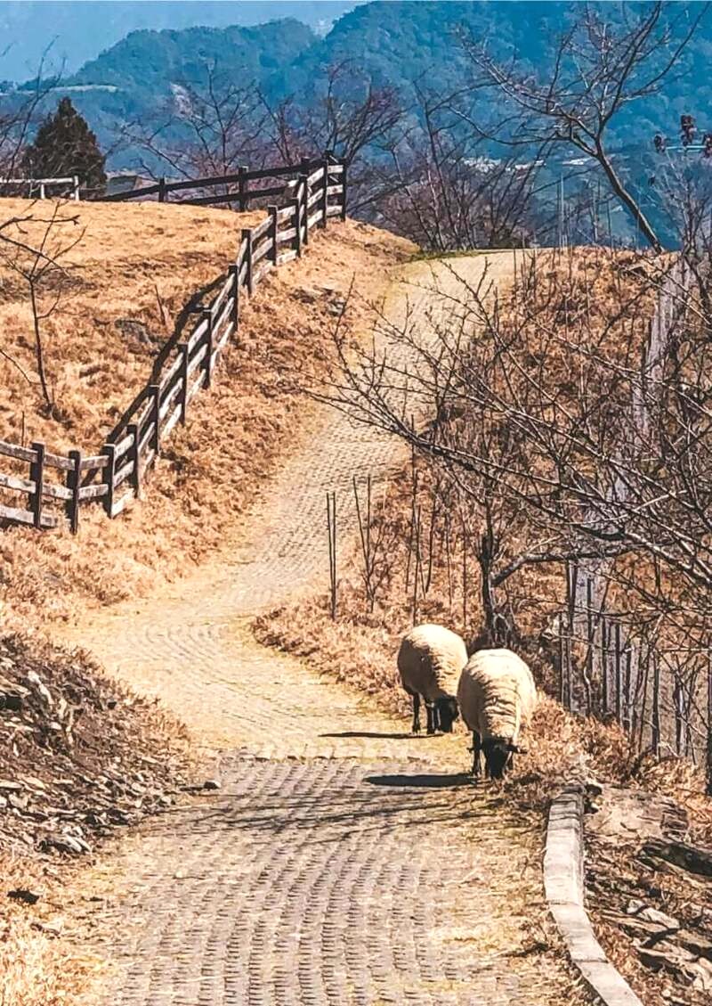 Cảnh sắc Qingjing Farm đẹp mê hồn, đáng khám phá.