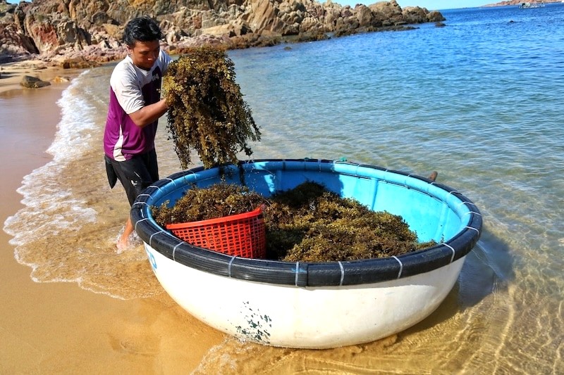 Tham gia kéo lưới, câu cá, thu gom rong biển cùng người dân làng chài để hiểu rõ hơn về cuộc sống thường nhật của họ.