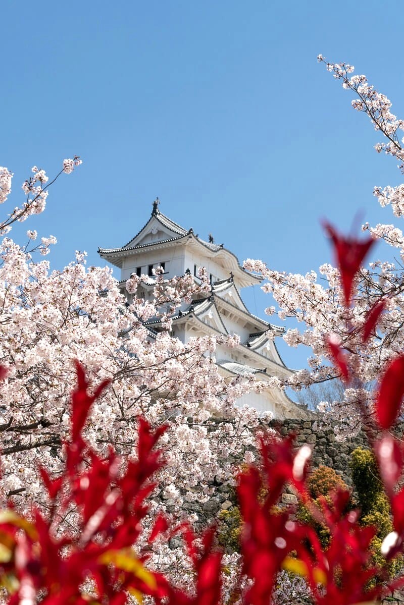 Lâu đài Himeji, gần Kyoto, là địa điểm lý tưởng để ngắm hoa anh đào trong lễ hội Hanami. (Ảnh: Sebastian Sammer)