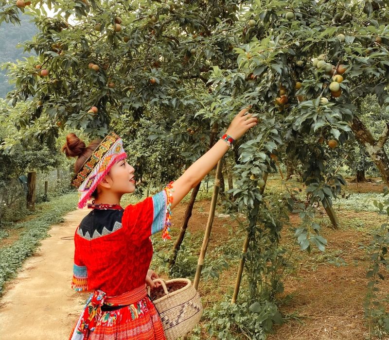 Mộc Châu: Nông trường mận lớn nhất Việt Nam. (Ảnh: Maria_Tuyền)