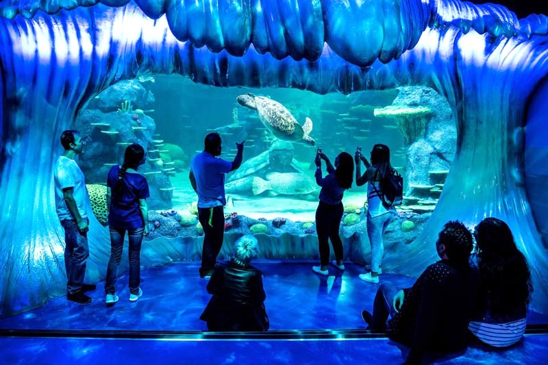 Thủy cung SEA LIFE Sydney: Loài biển phong phú (Ảnh: tripadvisor)