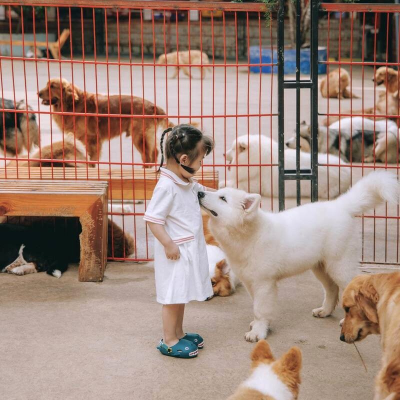 Vui chơi với cún đáng yêu tại Puppy Farm!