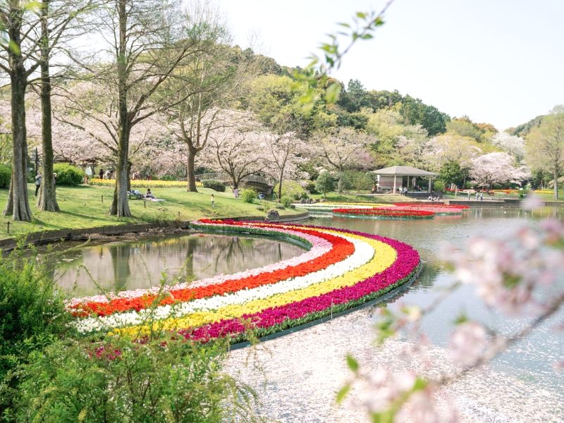 Hoa nở rực rỡ tại Công viên Hamamatsu (Hamamatsu, Nhật Bản)