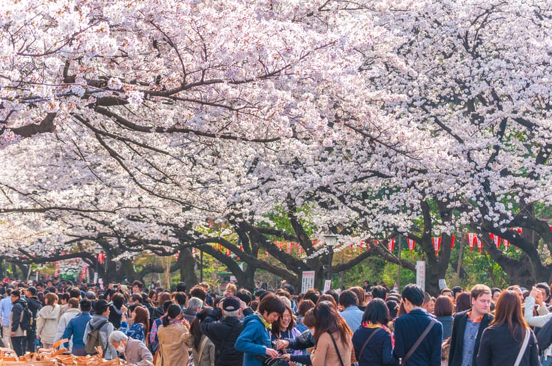 Công viên Ueno, một trong những công viên lớn nhất Tokyo, nổi tiếng là địa điểm ngắm hoa anh đào đẹp nhất thành phố. (Ảnh: Navapon Piodprong)