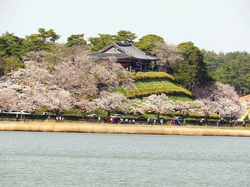 Hồ Gyeongpoho mùa hoa nở rực rỡ, lãng mạn.